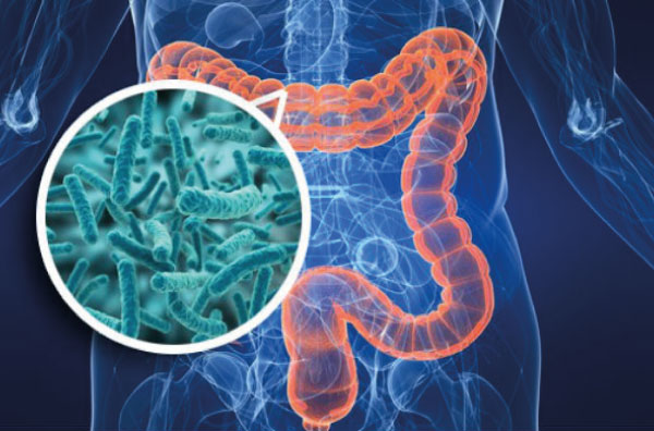 Microbiota Intestinal